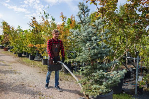 How Our Tree Care Process Works  in  Crandon Lakes, NJ